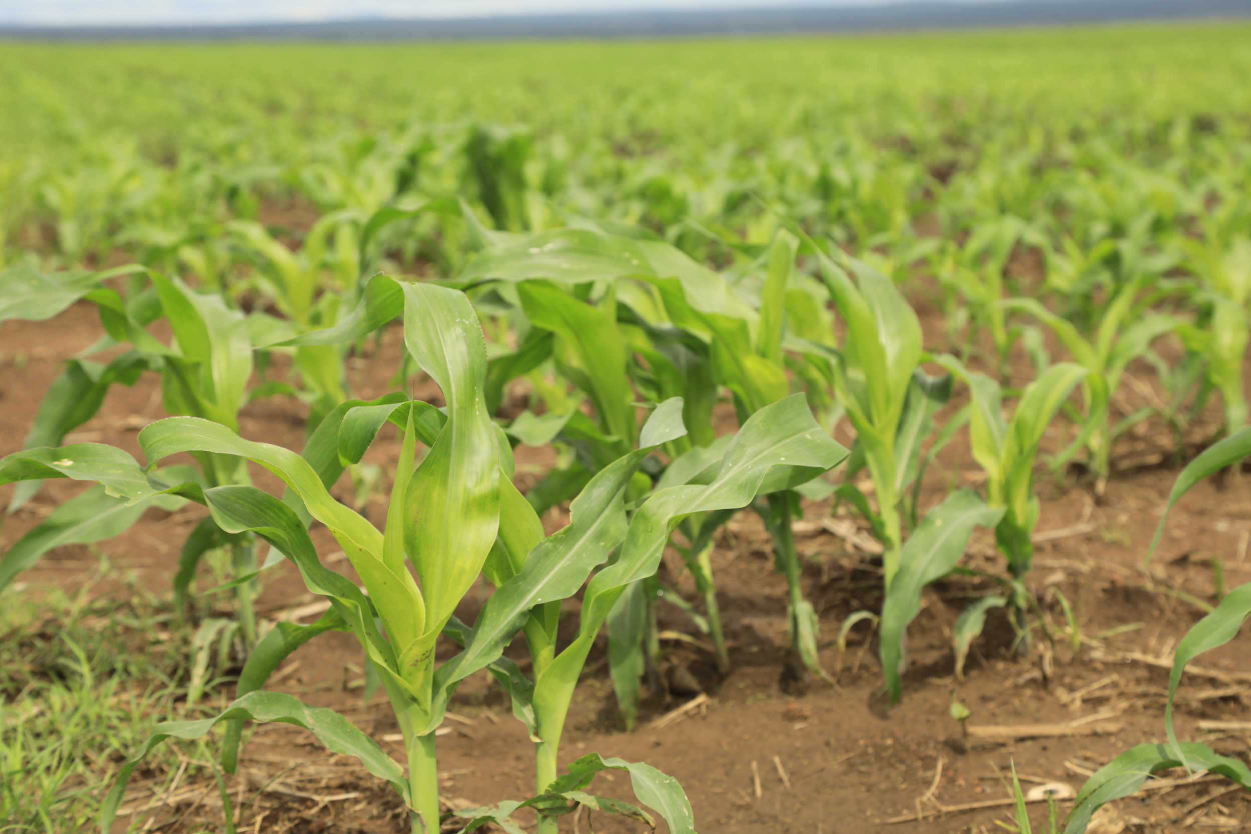 Visite du site agricole de Kando